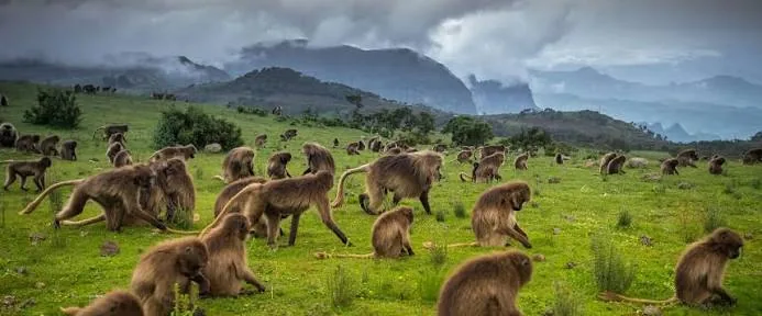 Ethiopia